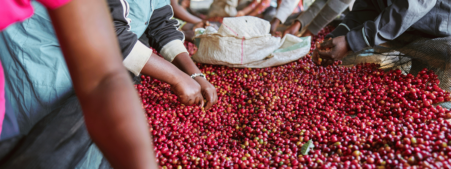 Selecting Coffee Beans